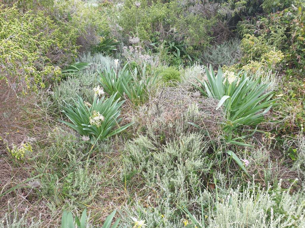 ... pancratium ...ma quale?  Pancratium illyricum